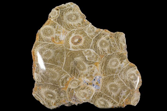 Polished Fossil Coral (Actinocyathus) - Morocco #100570